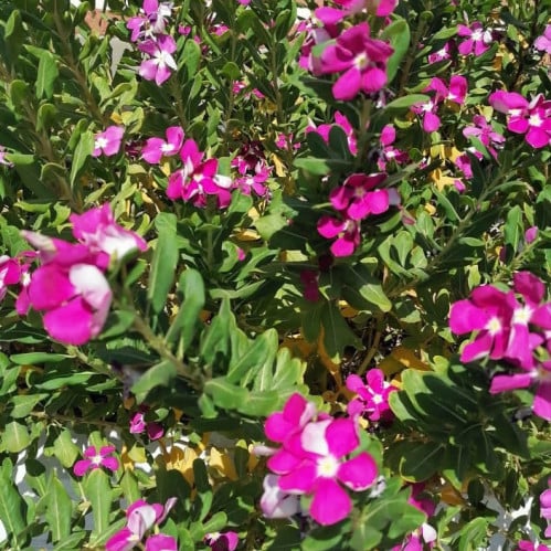 بذور زهرة البفتة - زهرة كتارنتوس الوردي roseus