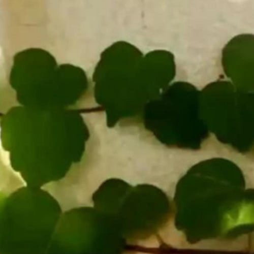 بذور زهرة مخلب القط Uncaria tomentosa