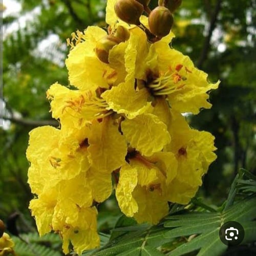 بذور شجرة بونسيانا أصفر الرنف الملكيDelonix regia