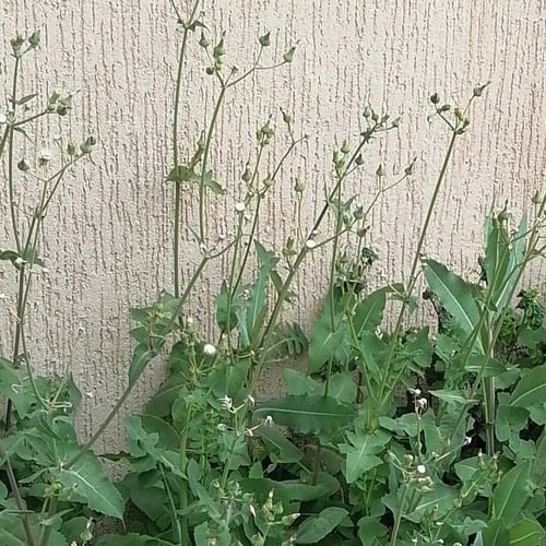 بذور عشبة العضيد البرية أو العضيض - Urospermum