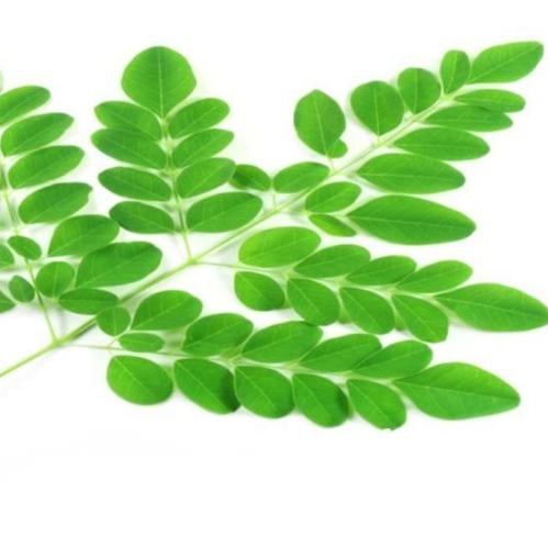 بذور شرش الزلوع