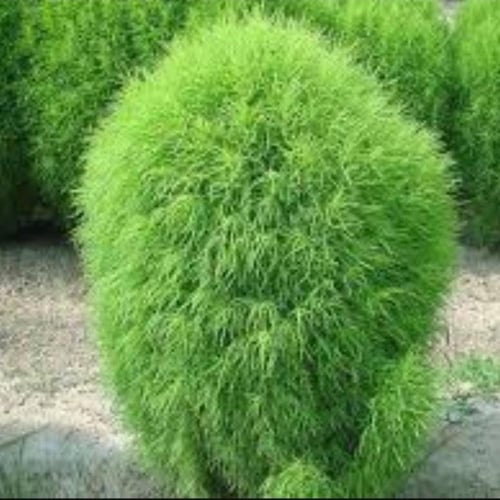 بذور نبات كوكيا - مكنسة الجنة