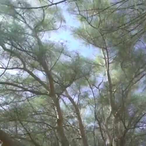 بذور شجرة غصن اللبان العربي المورنقاMoringa Peregr...