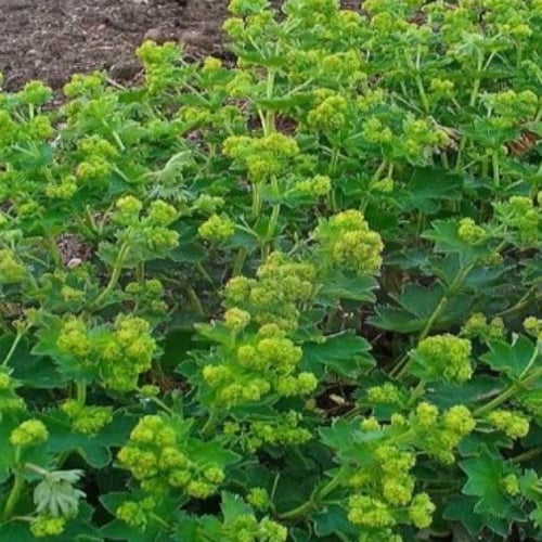 بذور زهرة رجل الأسد Alchemilla vulgaris