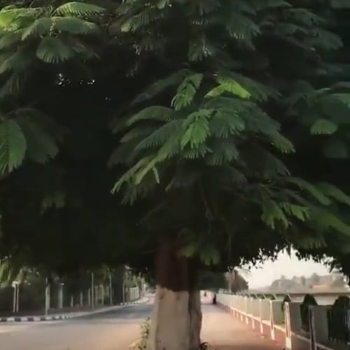بذور شجرة بونسيانا أحمر الرنف الملكيDelonix regia