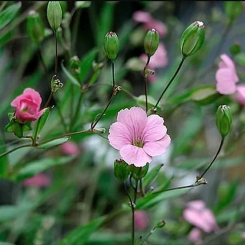 بذور شجرة الدهدهان Vaccaria hispanica