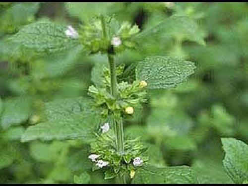 بذور شرش الزلوع