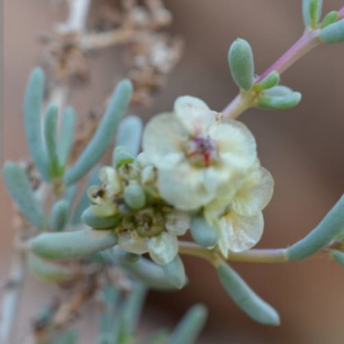 بذور نبات عشبة الروثة الرعوية Salsola villosa