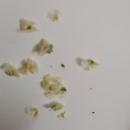 بذور شجرة الرمث البريHaloxylon salicornicu