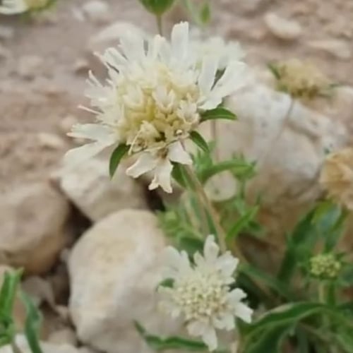 بذور نبات (ام قلاص) الطربة scabiosa stellata