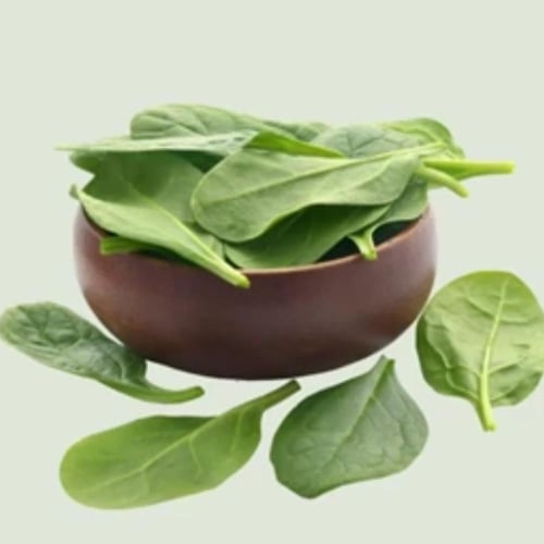 بذور شجرة السبانخ Spinacia oleracea