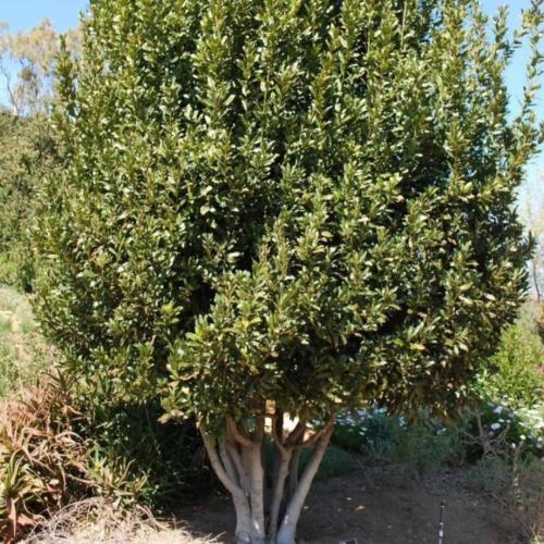 شجرة الغار Laurus nobilis