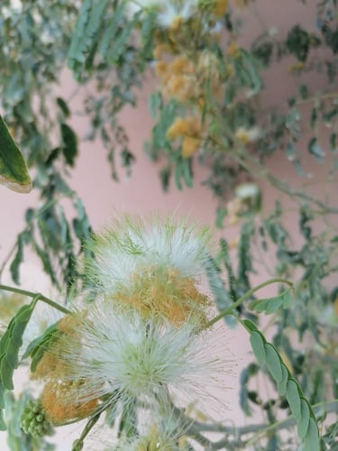 بذور شجرة اللبخ Albizia Lebbeck