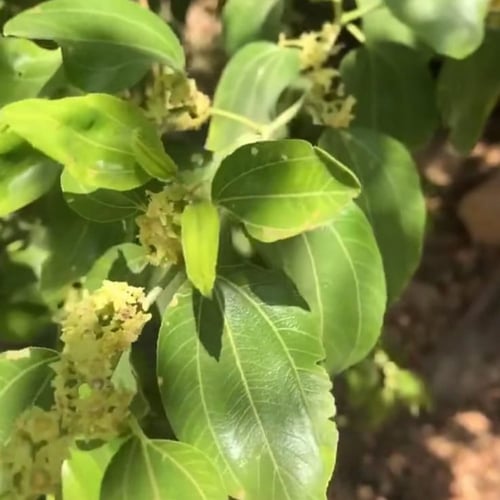 بذور شجرة السدر البلدي. النبق Ziziphus spina-chris...