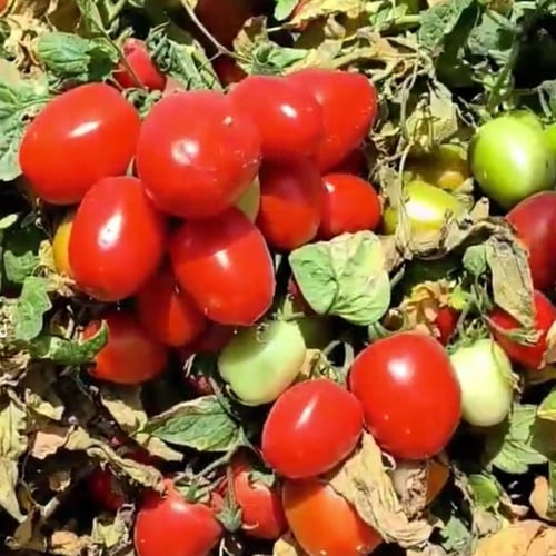 بذور نبات شجرة الطماطمsolanum lycopersicum