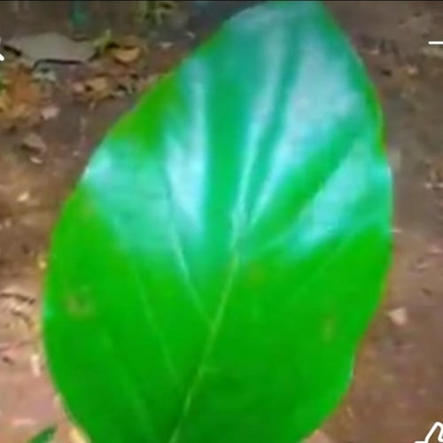 بذور شجرة بونجاميا erris Indica