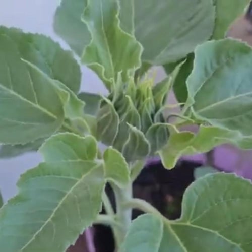 بذور شجرة دوار الشمسHelianthus annuuss