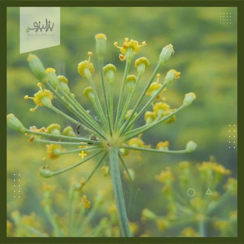 بذور نبات الشبت Anethum graveolens