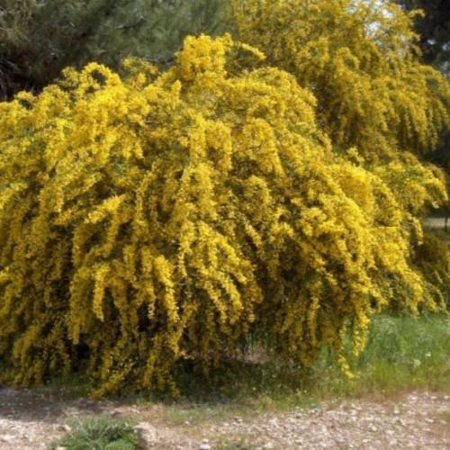 بذور شجرة سالجينا Acacia Saligna