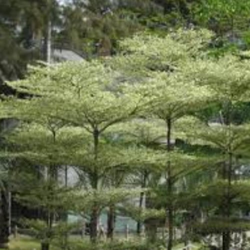 بذور شجرة ترمناليا منتالي Terminalia mantaly