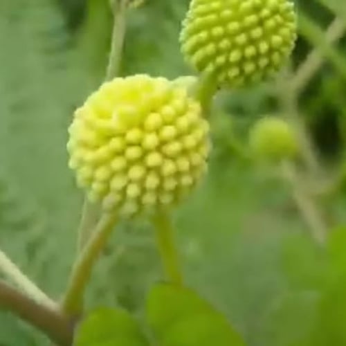 بذور شجرة اللوسينا Leucaena leucocephala