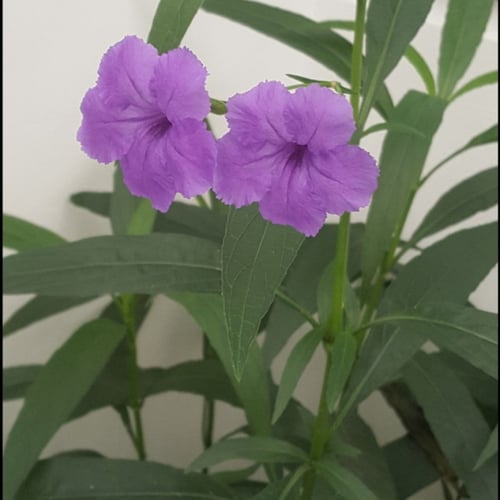 بذور شجرة الروليا او البتونيا Ruellia tuberosa
