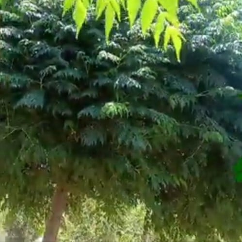 بذور شجرة الزنزلخت melia azedarach