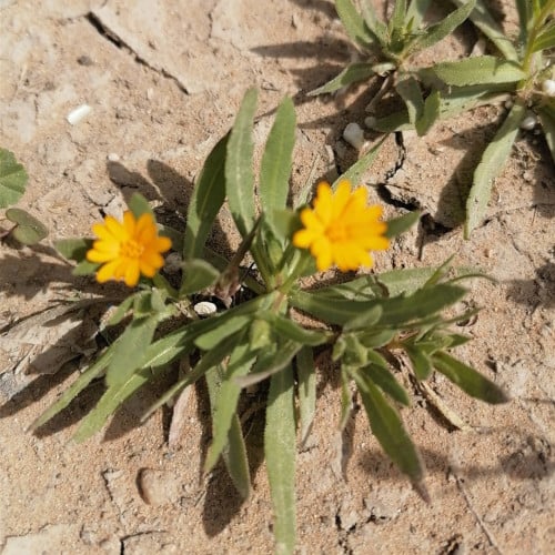 بذور شجرة زهرة الحنوة ( Calendula tripterocarpa )