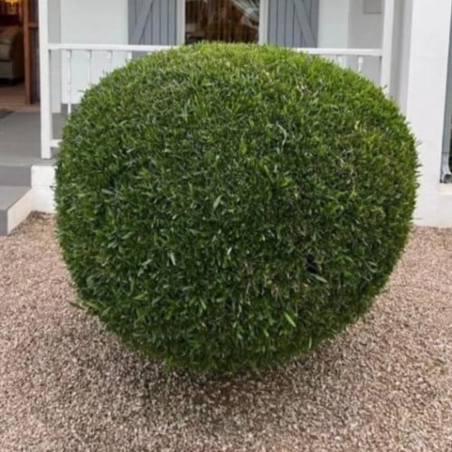 بذور شجرة الدودونيا ( الشث)Dodonaea