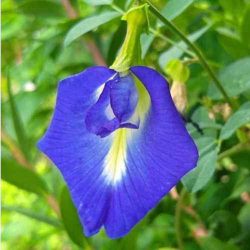 بذور شجرة الشاي الأزرق ( Clitoria ternatea