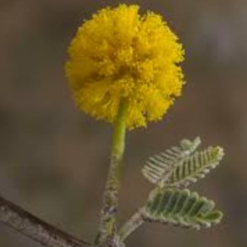 بذور شجرة السلم الأرنبرغي Acacia ehrenbergiana