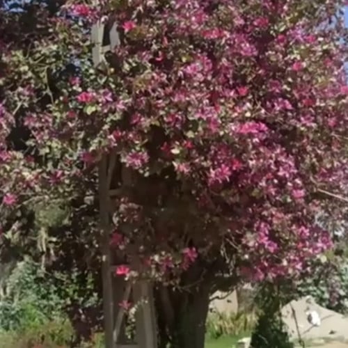 بذور شجرة بوهينيا . خف الجمل Bauhinia variegata