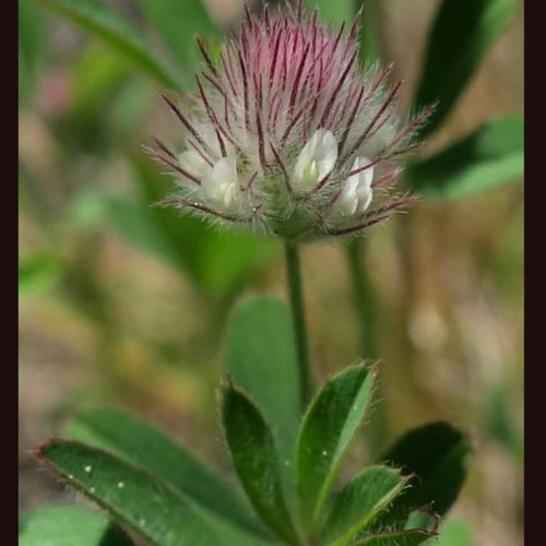 بذور شجرة النفل البري Trifolium arvense