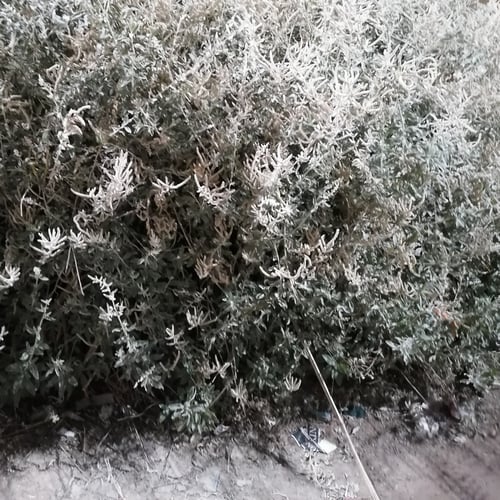 بذور نبات عشبة الريل او Plantago ovata او الراء Ae...