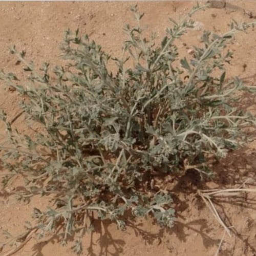 بذور نبات عشبة العهينة-العيهل البرية Teucrium oliv...