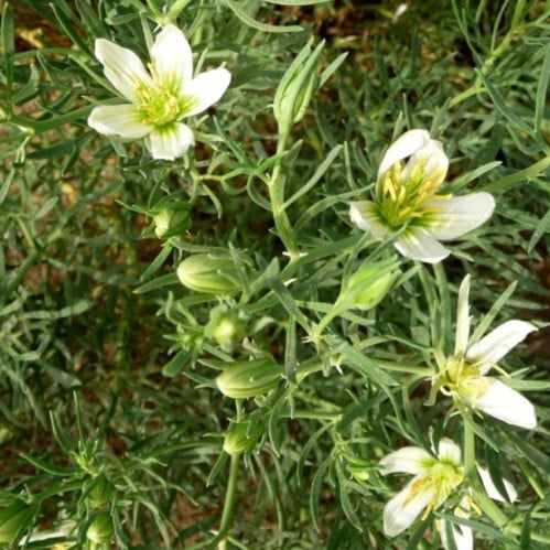 بذور نبات عشبة الحرمل Peganum