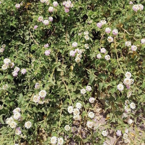 بذور شجرة زهرة اللاتانيا ام كلثومLantana