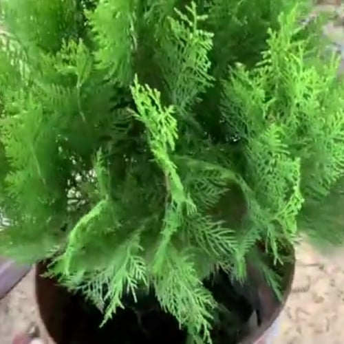 بذور شجرة الثويا Platycladus orientalis