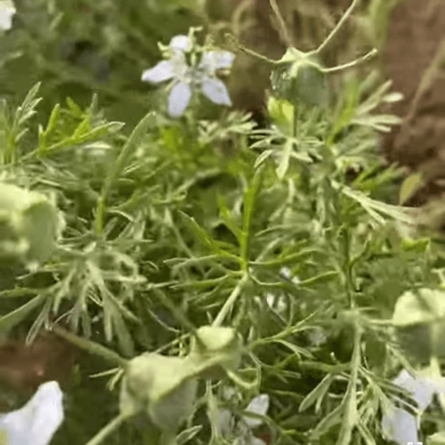 بذور نبات الحبة السودا Nigella