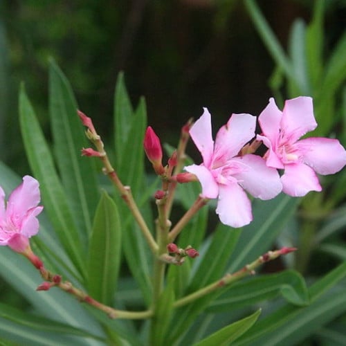 بذور شجرة الدفلى _ الدفلة الوردي Nerium oleander
