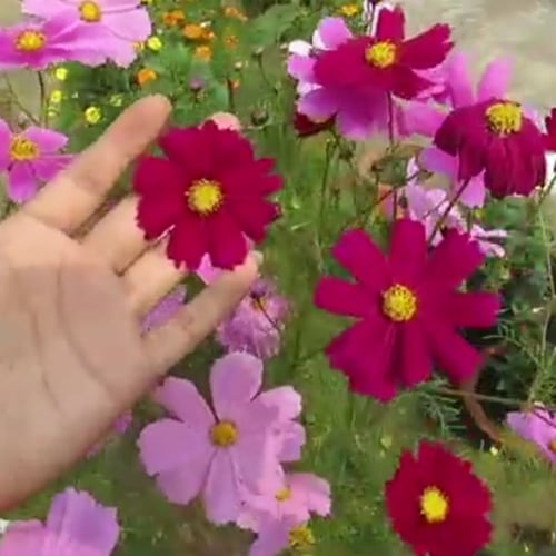 بذور أزهار الكوزموس Cosmos-bipinnatus-Cupcakes