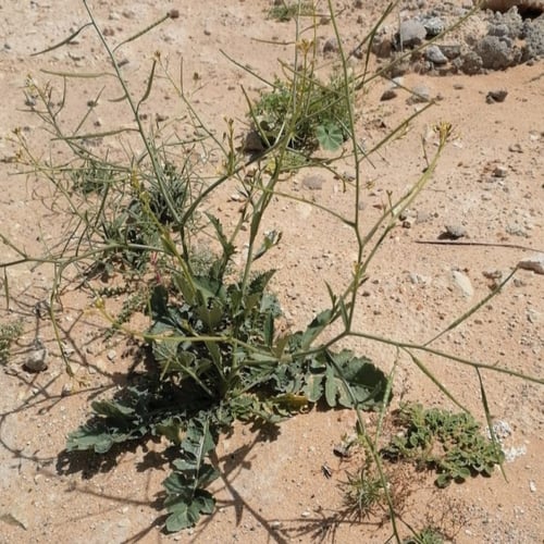 بذور نبات عشبة الحرشاء البري