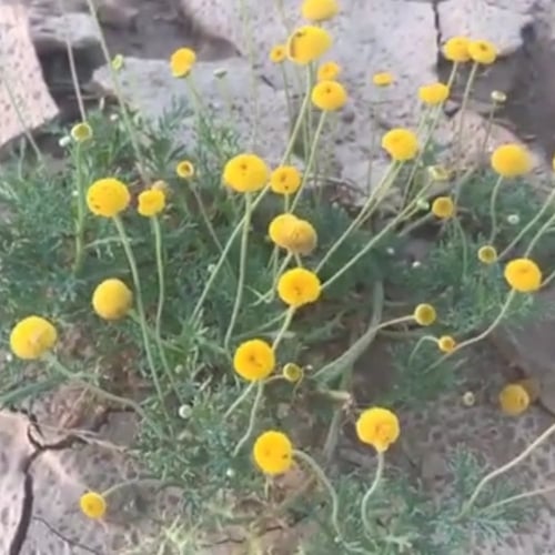 بذور نبات عشبة القراص او القريص البري Urtica Dioic...