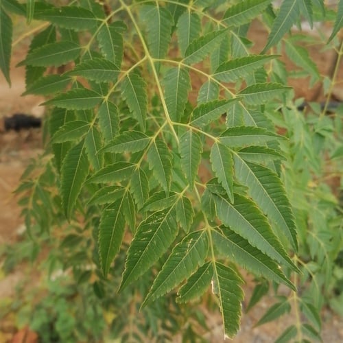 بذور شجرة الزنزلخت melia azedarach