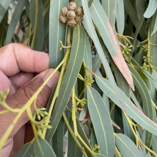 بذور شجرة الأوكالبتوس الكينا البلدي أو الكافور Euc...