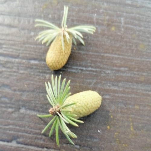 بذور شجرة الارز البناني Cedrus