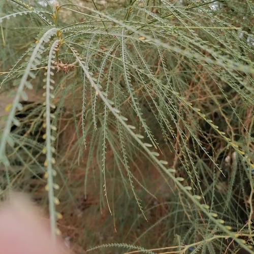 بذور شجرة‬ باركنسونيا . شوكة الفرس - Parkinsonia A...