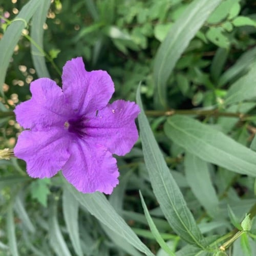 بذور شجرة الروليا او البتونيا Ruellia tuberosa