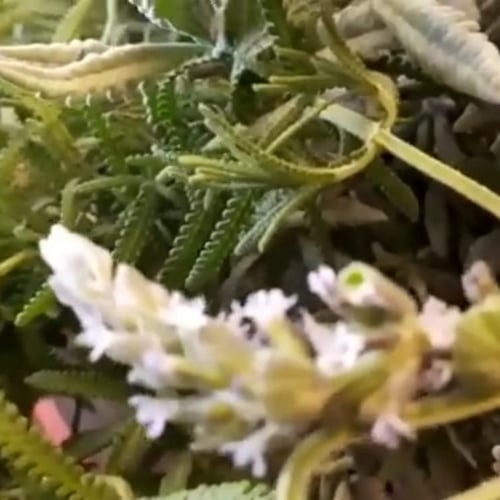 بذور شجر الافندر Lavandula angustifolia