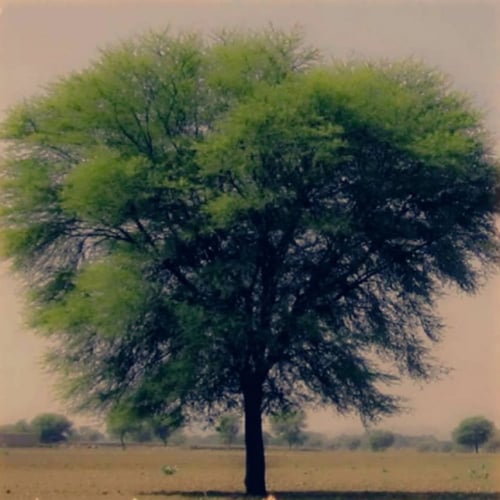 بذور شجرة القرض بري البلدي Acacia arabica